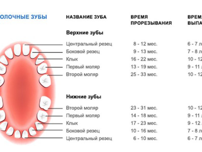 План за смяна на бебешки зъби Ред за загуба на зъб