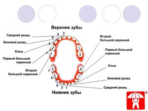 Развитие на зъбите Колко бебешки зъби имат дете