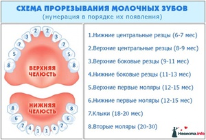 Ред на появата на зъбите